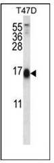 Western blot analysis of SKA2 Antibody (N-term) in T47D cell line lysates (35ug/lane). This demonstrates the SKA2 antibody detected the SKA2 protein (arrow).