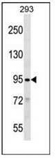 Western blot analysis of SLITRK2 Antibody (C-term) in 293 cell line lysates (35ug/lane). This demonstrates the SLITRK2 antibody detected the SLITRK2 protein (arrow)