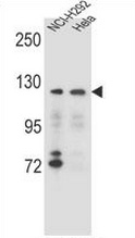 Western blot analysis in NCI-H292, Hela cell line lysates (35ug/lane) using Sorting nexin-13 (SNX13) antibody. (C-term).This demonstrates the SNX13 antibody detected the SNX13 protein (arrow).
