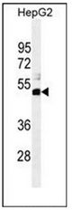 Western blot analysis of SPDYE1 Antibody (C-term) in HepG2 cell line lysates (35ug/lane). This demonstrates the SPDYE1 antibody detected the SPDYE1 protein (arrow).