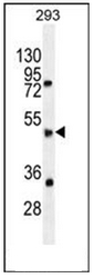Western blot analysis of SPDYE5 Antibody (N-term) Cat.-No AP54012PU-N in 293 cell line lysates (35ug/lane). This demonstrates the SPDYE5 antibody detected the SPDYE5 protein (arrow).
