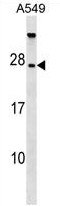 Sample (30ug of whole cell lysate). A: H1299. B: Hela. 7.5% SDS PAGE. EPS8 antibody. TA307988 diluted at 1:1000.