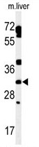 Western blot analysis of TBCD7 Antibody (Center) in mouse liver tissue lysates (35ug/lane). TBCD7 (arrow) was detected using the purified Pab.