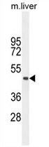 tcag7.977 Antibody (Center) western blot analysis in mouse liver tissue lysates (35 ug/lane). This demonstrates the MRPL51 antibody detected the MRPL51 protein (arrow).