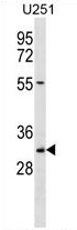 TCEA2 Antibody (Center) western blot analysis in U251 cell line lysates (35 ug/lane). This demonstrates the TCEA2 antibody detected the TCEA2 protein (arrow).