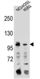 Sample (30ug of whole cell lysate). A: Hep G2. 7.5% SDS PAGE. TA308030 diluted at 1:1000.