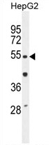 TIGD3 Antibody (C-term) western blot analysis in HepG2 cell line lysates (35 ug/lane). This demonstrates the TIGD3 antibody detected the TIGD3 protein (arrow).