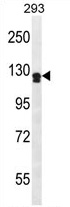 UNC5D Antibody (Center) western blot analysis in 293 cell line lysates (35 ug/lane). This demonstrates the UNC5D antibody detected the UNC5D protein (arrow).