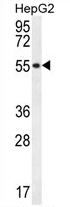 UXS1 Antibody (C-term) western blot analysis in HepG2 cell line lysates (35 ug/lane). This demonstrates the UXS1 antibody detected the UXS1 protein (arrow).
