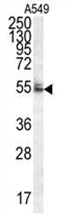 WDR32 Antibody (N-term) western blot analysis in A549 cell line lysates (35 ug/lane). This demonstrates the WDR32 antibody detected the WDR32 protein (arrow).