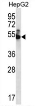 WDR85 Antibody (N-term) western blot analysis in HepG2 cell line lysates (35 ug/lane). This demonstrates the WDR85 antibody detected the WDR85 protein (arrow).