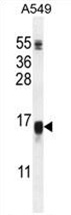 Sample (30ug of whole cell lysate). A: HeLa. B: Hep G2. C: MOLT4. 7.5% SDS PAGE. TA308288 diluted at 1:1000