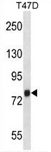 ZC3H14 Antibody (Center) western blot analysis in T47D cell line lysates (35 ug/lane). This demonstrates the ZC3H14 antibody detected the ZC3H14 protein (arrow).