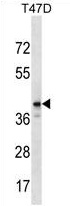 ZNF124 Antibody (N-term) western blot analysis in T47D cell line lysates (35 ug/lane). This demonstrates the ZNF124 antibody detected the ZNF124 protein (arrow).