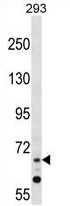 ZNF214 Antibody (N-term) western blot analysis in 293 cell line lysates (35 ug/lane). This demonstrates the ZNF214 antibody detected the ZNF214 protein (arrow).