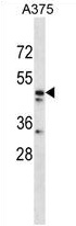 ZNF259 Antibody (C-term) western blot analysis in A375 cell line lysates (35 ug/lane). This demonstrates the ZNF259 antibody detected the ZNF259 protein (arrow).