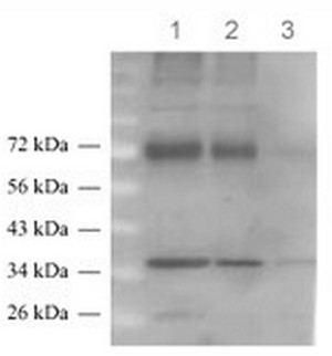 Sample (30ug whole cell lysate). A:HeLa S3. B:Hep G2. C:MOLT4. 12% SDS PAGE. TA308611 diluted at 1:1000