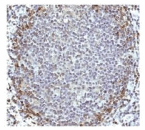 Immunohistochemical of paraffin-embedded tonsil sections stained with HVCN1 Antivody Cat.-No AP55392SU-N