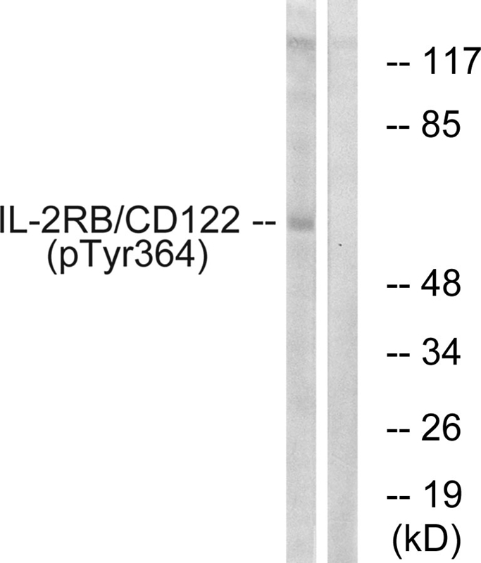 Western blot analysis of Calnexin-CT in rat tissues using a 1:1000 dilution of TA309295.