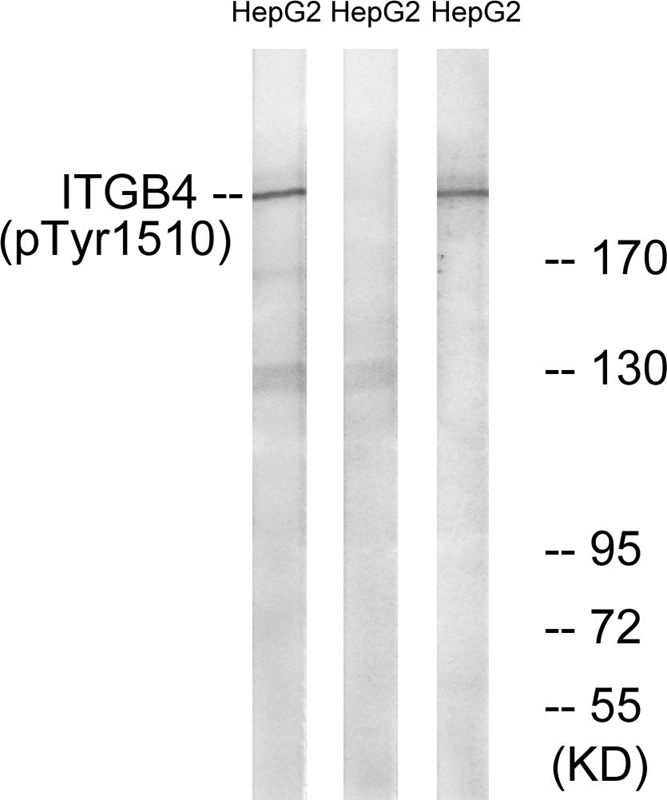 Western blot analysis of Calreticulin in various cell lysates, using a 1:1000 dilution of TA309300.
