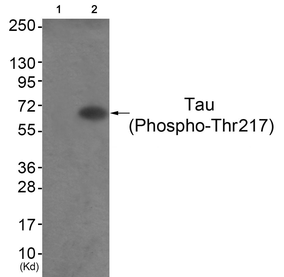 TA309546 (0.5ug/ml) staining of HEK293 lysate (35ug protein in RIPA buffer). Primary incubation was 1 hour. Detected by chemiluminescence.