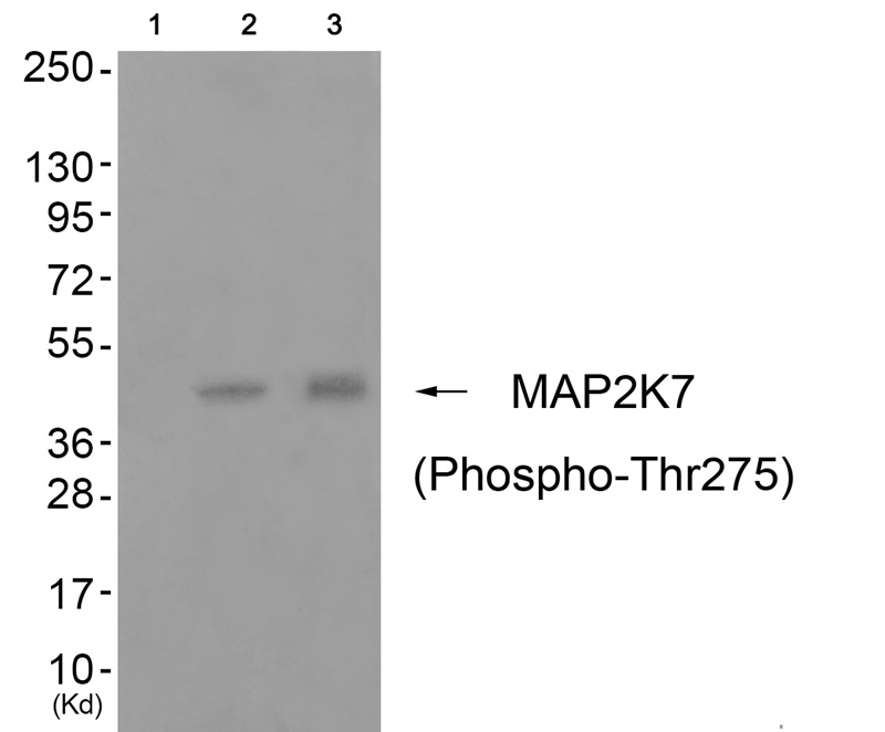 Detection of DUOX2 in A549 in cell lysate using anti-DUOX2.