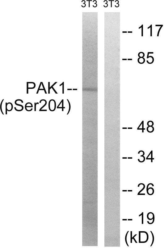 Western Blot: F12 Antibody - WB analysis of F12 in 1. NIH 3T3 cell lysate and 2. Cos7 cell lysate.