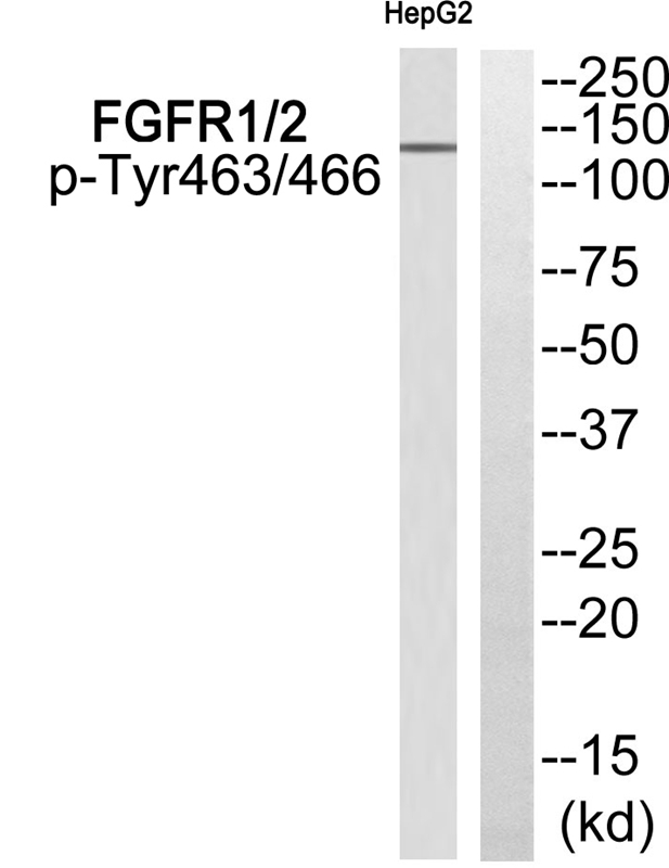 Western Blot: NTH1 Antibody - Western blot detection of NTH1 (37 kDa) from Hela & K562 cell extracts using anti-NTH1 (1:500). WB data courtesy of Mark Kelly, Indiana Univ.
