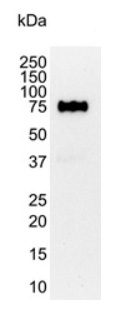 Western blot analysis of HeLa whole cell lysate probed with Mouse anti Human CD44 antibody ( M2431P) followed by HRP conjugated Goat anti Mouse IgG, visualized by chemiluminescence.