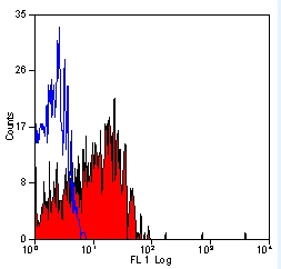 (0.3ug/ml) staining of Molt4 lysate (35ug protein in RIPA buffer). Primary incubation was 1 hour. Detected by chemiluminescence.