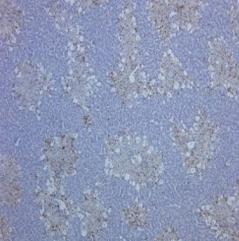 Figure 2. Staining of ED1 antibody on Rat spleen (frozen section)