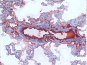 SFTPD antibody staining of Frozen Rat Lung Section (Clone VIF11, Biotin Conjugated)