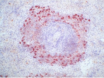 Rat Spleen Frozen Section stained withBM4006 Clone Ki-M9R