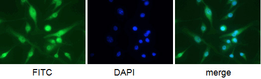 Mouse anti-Macrophage F4/80 antigen antibody (5 ug/ml) on Raw 204.4 cells. Cells were fixed in 1% PFA, permeabilized in 0.25%Triton X 100 in PBS, blocked in 1% BSA in PBS.