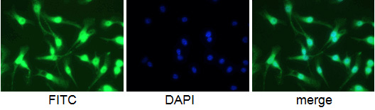 Mouse anti-Macrophage F4/80 antigen antibody (5 ug/ml) on Raw 204.4 cells. Cells were fixed in 1% PFA, permeabilized in 0.25%Triton X 100 in PBS, blocked in 1% BSA in PBS.