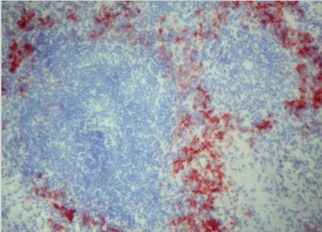 Figure 1. CD209b/SIGN-R1 antibody staining of Mouse Spleen Frozen Section.