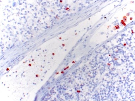 BM4012 Granulocytes antibody staining of Rat Spleen Frozen Section.