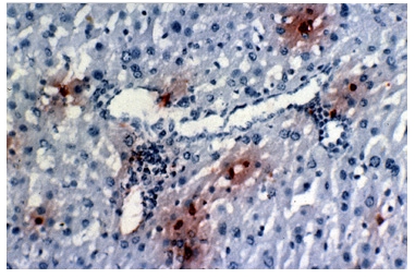 Figure 1. Immunohistochemistry on Mouse Liver Sections using Monoclonal antibody (ER-MP20)