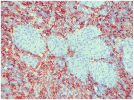 Immunohistochemistry. BM4037 Macrophages antibody staining of Swine Spleen Frozen Section