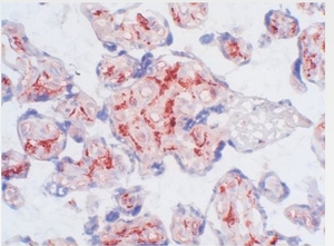 CD163 antibody staining of Frozen Human Placenta Section (Clone 5C6-FAT)