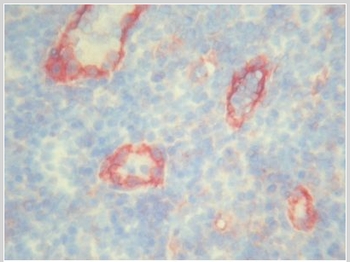 Figure 1. BM4047 CD31 antibody staining of Human Tonsil Frozen Section.