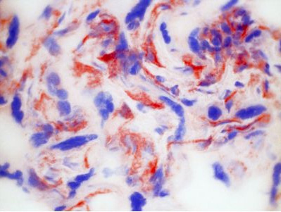 Immunohistochemistry on frozen sections on Human placenta with Clone 1F10