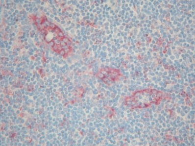 BM4062 ACT antibody staining of Human Tonsil Paraffin Section.