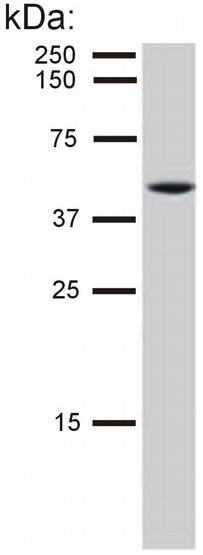 Detection of cytokeratin 8 in HeLa cell lysate by mouse monoclonal antibody C-51.