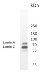 Immunoblotting of clone 131C3 recognizing Nuclear Lamins A and C in Human Fibroblasts: Percentage gel: 10%, Lysate: Human Fibroblasts 1st Antibody:, 2nd Antibody: Rabbit anti-Mouse HRP (1000 x diluted) Detection Kit: Supersignal West pico Chemiluminescent.