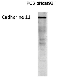 Western blot on a lysate of Cadherin 11 transfected PC3 cells