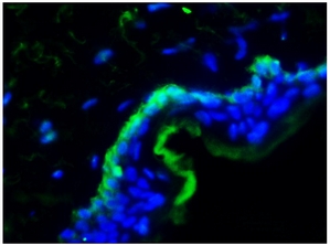 Immunohistochemistry on frozen section of Human skin.