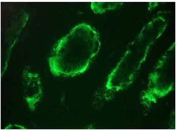 Immunohistochemistry on frozen section of Human kidney