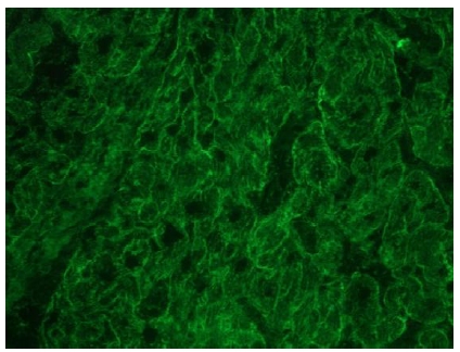 Frozen Sections of Porcine myocardium immunostained for integrin b1D using a 1/200 dillution of 2B1