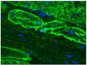 Immunohistochemistry on frozen section of swine heart.